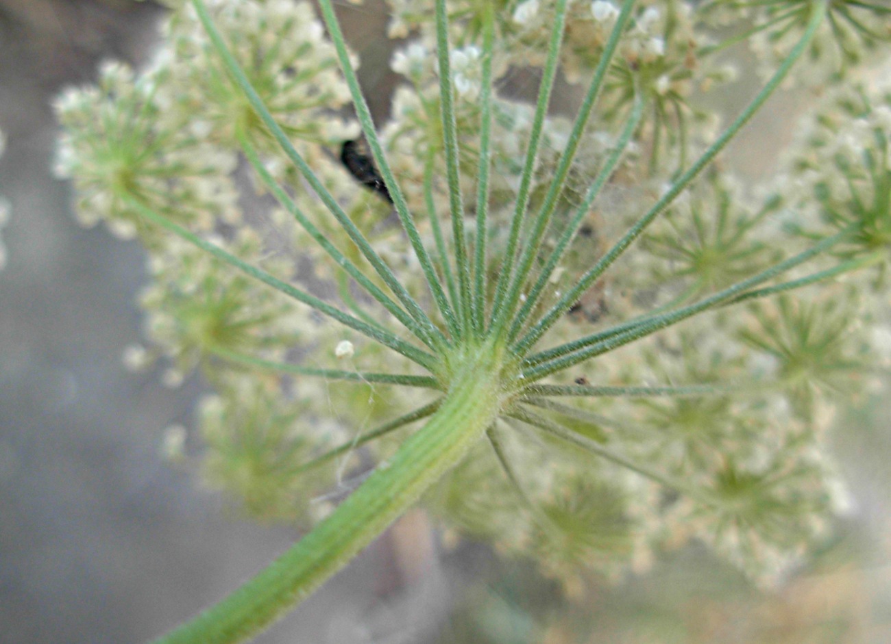 Pimpinella peregrina L./Tragoselino calcitrappa